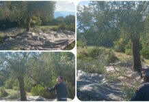 Νοέμβρης, ο μήνας για το «λιομάζωμα» και στα Πουλάτα