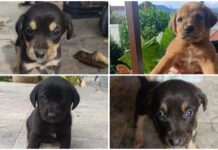 Τέσσερα πανέμορφα κουταβάκια για υιοθεσία