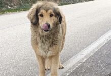 Θηλυκό σκυλί περιφέρεται στη Μεγάλη Βόλτα