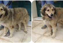 Αναζητείται μια αγκαλιά για την Ρέγκε…