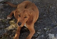 Εντοπίστηκε στη Σάμη το κουτάβι της φωτογραφίας