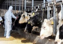 Ενημέρωση κτηνοτρόφων για τα μέτρα αντιμετώπισης του Αφθώδους Πυρετού