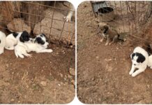 Πέντε υπέροχα κουτάβια αναζητούν σπίτι